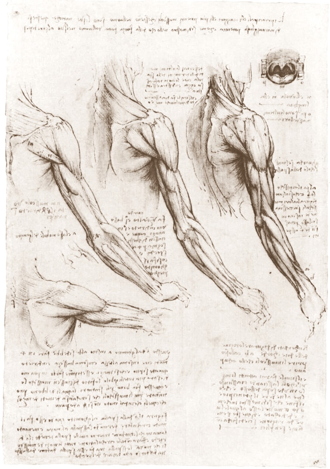 Leonardo+da+Vinci-1452-1519 (789).jpg